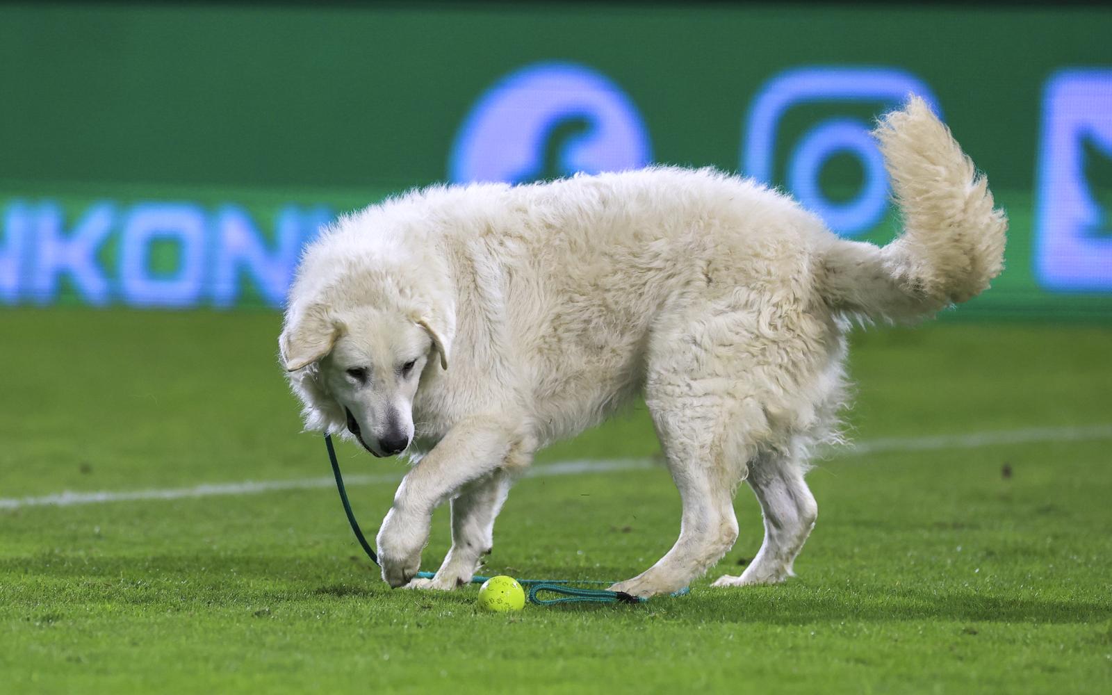 PaksiFC PFLAAI6I92154572909