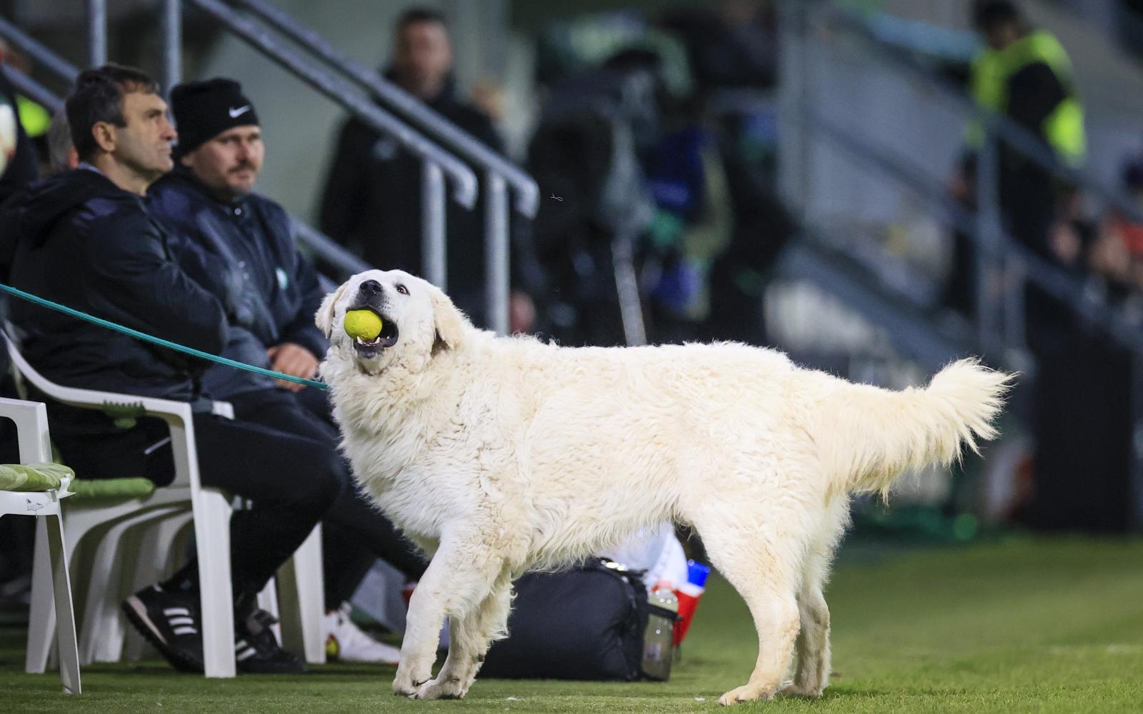 PaksiFC GyoriETO FIZZ LIGA 24 PaksiFC GyoriETO FIZZ LIGA 24